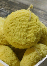 Sea Sponge